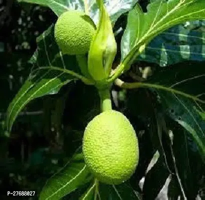 Zomoloco Live Breadfruit Plant Rare Dwarf Exotic A