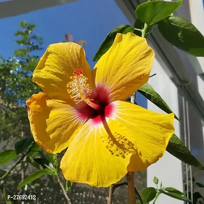 Zomoloco Hibiscus Yellow Live Flower Plant Cf3300-thumb0