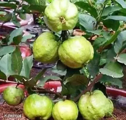 Zomoloco Thailand Guava Guava Plant-thumb0