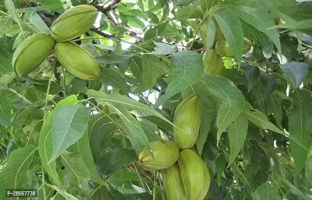 Zomoloco Peanut Plant Pecan plants indoor-thumb0