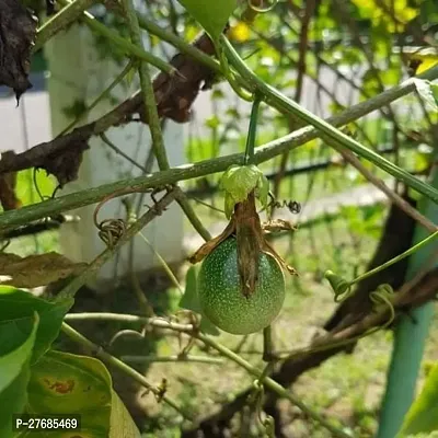 Zomoloco Air Layered Passion Fruit Plant Live Plan