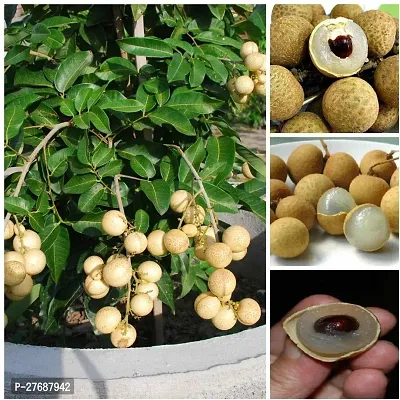 Zomoloco Rare Dwarf Longan Fruit Plant Thailand V