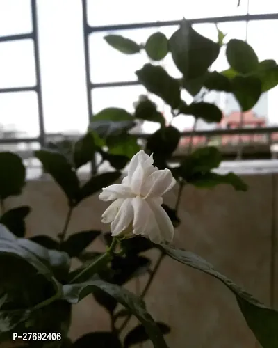 Zomoloco Arabian Jasmine Double Petal Live Flower-thumb0