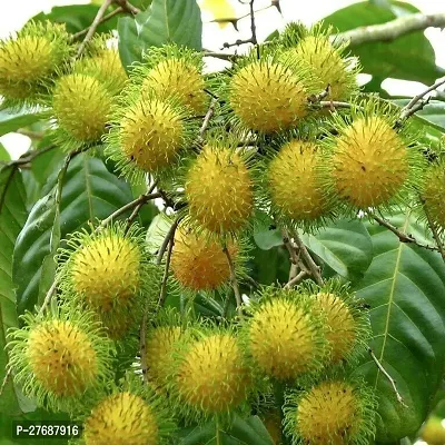 Zomoloco Rare Yellow Rambutan Hybrid Exotic Fruit