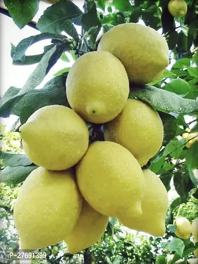 Zomoloco Lemon Citrus Nimbu Nimbo Liove Plan-thumb0