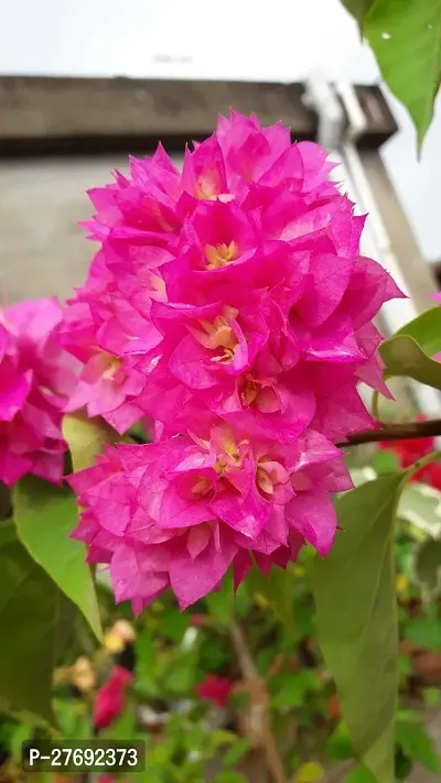 Zomoloco Bougainvillea Plant Cf000174 Baugainvil-thumb0