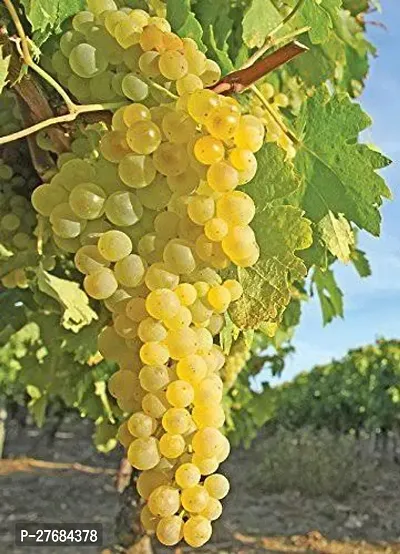 Zomoloco Seedless White Grapes Plant Grapes Plant-thumb0