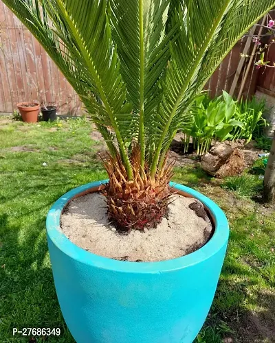 Zomoloco Cycas Revoluta Plant Live Plant Cf1311-thumb0