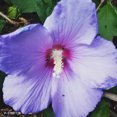 Zomoloco Hibiscus Blue Live Flower Plant Disha22-thumb0