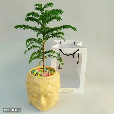 Zomoloco Live Christmas Plant Healthy Decorative-thumb0