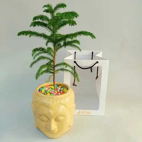 Best Selling Plant & Planters 