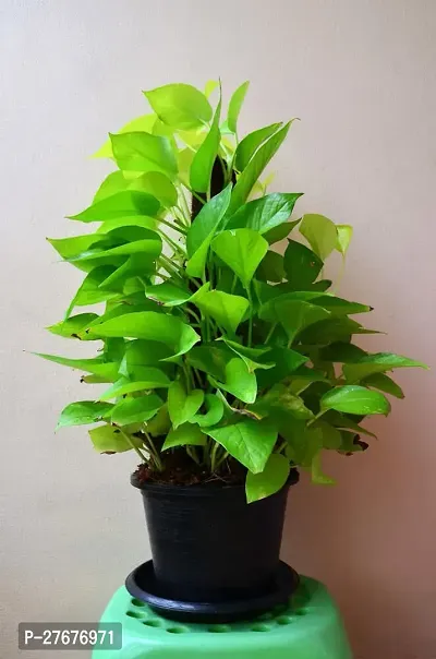 Zomoloco Money Plant Cf002201 Money Plant-thumb0