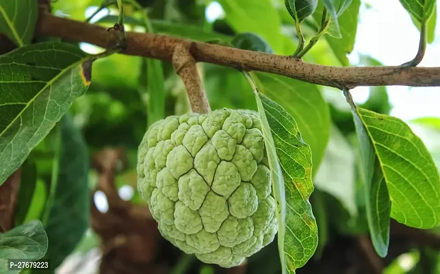 Zomoloco Custard Apple Live Plant Disha2006313-thumb0