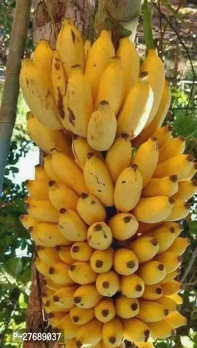 Zomoloco Hybrid Banana Live Plant For Fruiting G