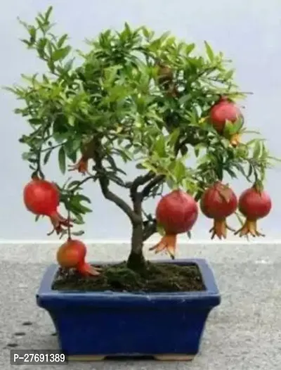 Zomoloco Pomegranate Plant Live Plant Cf099 Pome-thumb0