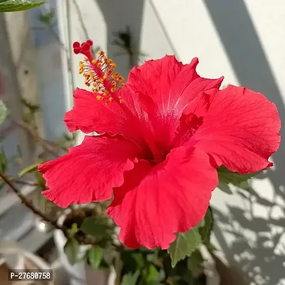 Zomoloco Hibiscus Red Live Flower Plant Disha900-thumb0