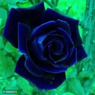 Zomoloco Rose Plant Hybrid Black Rose Plant