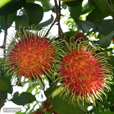 Zomoloco Rare Red Rambutan Hybrid Exotic Fruit See