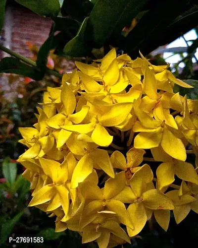 Zomoloco Trothic Ixora Chethi Yellow Plant Live Fl