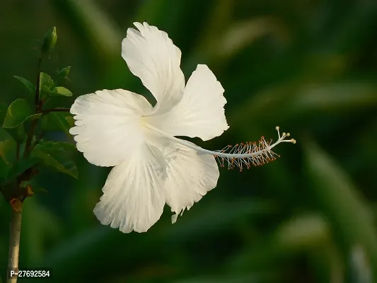 Zomoloco Hibiscus White Plant Cf0701 Hibiscus Pl-thumb0