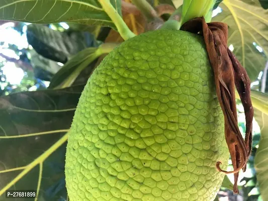 Zomoloco Bread Fruit Plant Bf7 Breadfruit Plant-thumb0