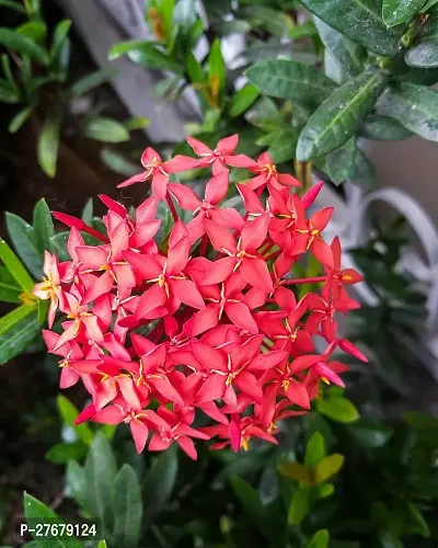 Zomoloco Trothic Ixora Chethi Red Plant Live Flowe-thumb0