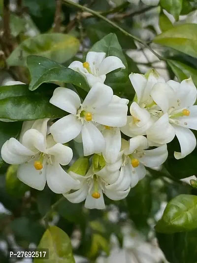 Zomoloco Kamini Flower Murraya Paniculata Plant C-thumb0