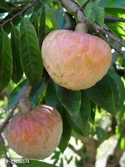 Zomoloco Custrad Apple Plant Custard Apple Plant-thumb0