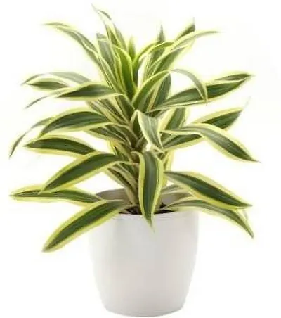 Hot Selling Plant & Planters 