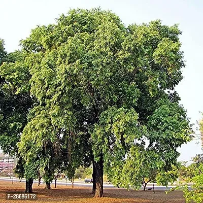 Zomoloco Jamun Plant jamun Neeralu Jam Jaamun Jaambu Jamunaa syzygium cumini living plant.-thumb3