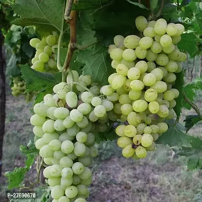 Zomoloco Air Layered Grapes Angoor Live Plant C-thumb0