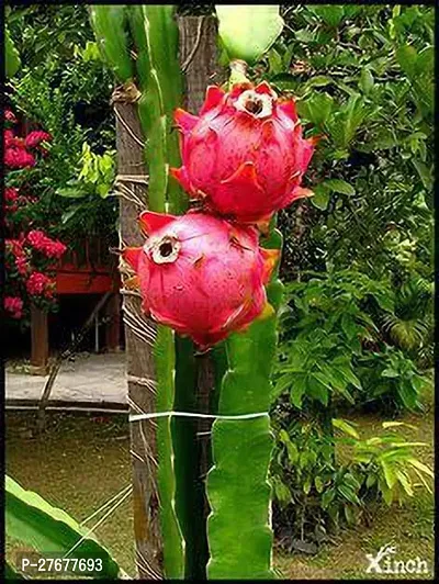 Zomoloco Dragon Fruit Plant Dragon Tree-thumb0