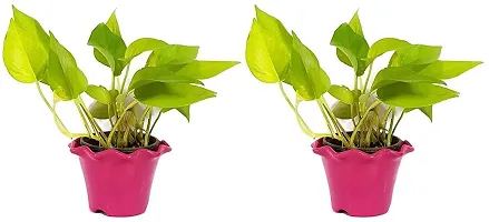 Must Have Plant & Planters 