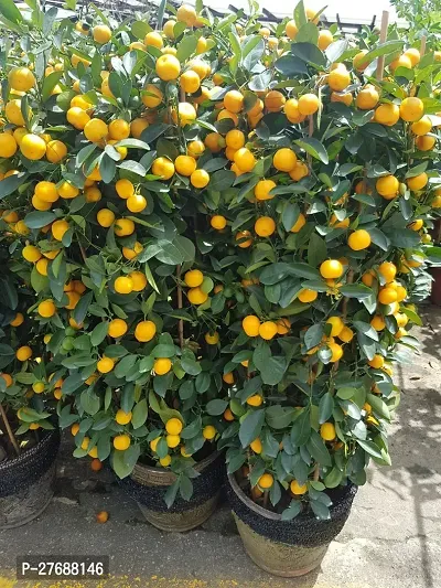 Zomoloco Nagpur Mandarin Orange All Time Variety G