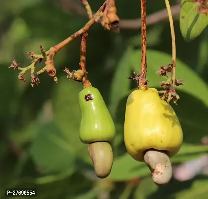 Zomoloco Hybrid Rare Grafted Cashew Apple Kaju F