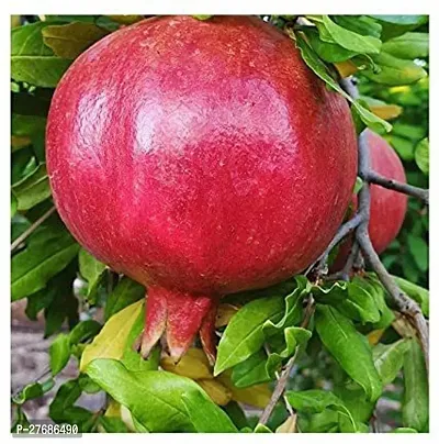 Zomoloco Anar Plant Pomegranate Plant-thumb0