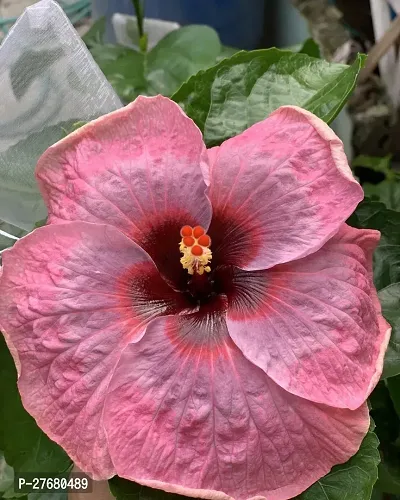 Zomoloco Hibiscus Hybrid Live Flower Plant Disha-thumb0