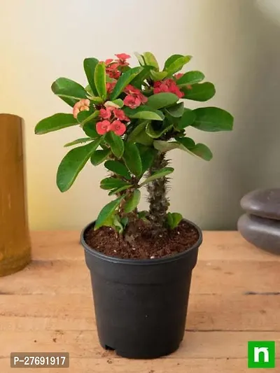 Zomoloco Euphorbia Mili Crown Of Thorns Live Flow-thumb0