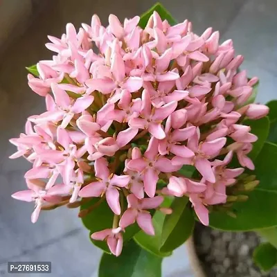 Zomoloco Trothic Ixora Chethi Red Plant Live Flowe-thumb0