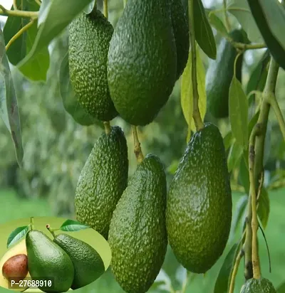 Zomoloco Avocado Plants Live Plantcf06 Avocado P-thumb0