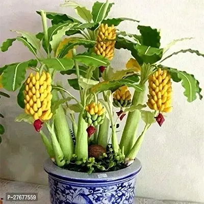 Zomoloco Fruit0201 Banana Plant