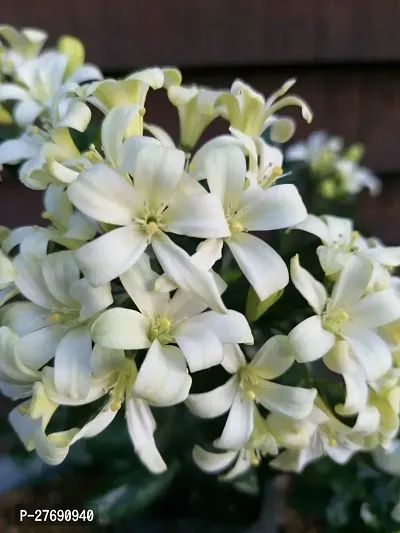 Zomoloco Kamini Flower Murraya Paniculata Plant C-thumb0