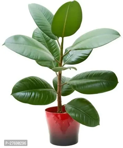 Zomoloco Live Rubber Plant For Indoor Home Decorat-thumb0