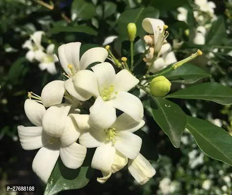 Zomoloco Murraya Paniculata Kamini Flower Plant Cf-thumb0