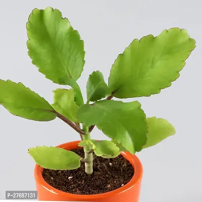 Zomoloco Live Patharchattabryophyllum Pinnatummi-thumb0