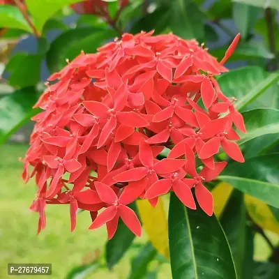 Zomoloco Trothic Ixora Chethi Red Plant Live Flowe-thumb0