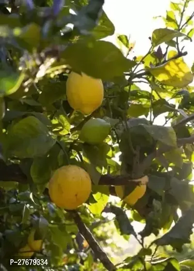 Zomoloco Lemon Plant Lemon Plant-thumb0