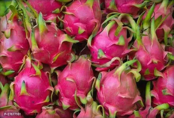 Zomoloco Live Dragon Fruit Plant Jumbo Pink Drago-thumb0