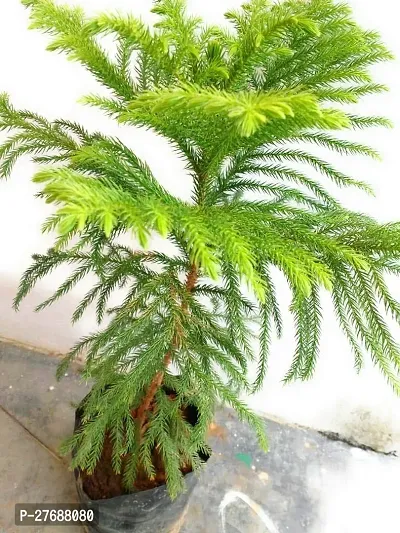 Zomoloco Live Christmas Plant Healthy Decorative-thumb0