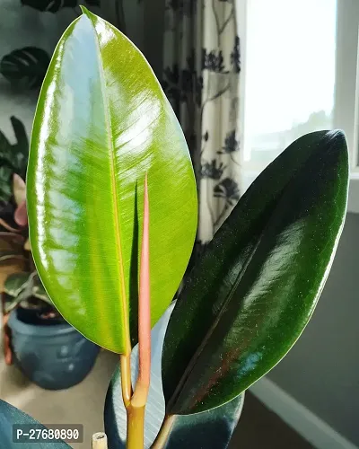 Zomoloco Live Rubber Plant For Indoor Home Decorat